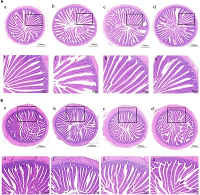 Salmonella Phages Affect the Intestinal Barrier in Chicks by Altering the Composition of Early Intestinal Flora: Association With Time of Phage Use